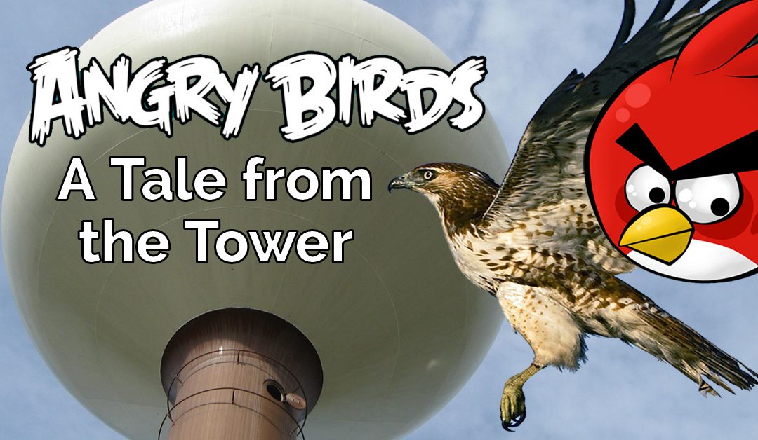 Angry Birds! – a Tale from the Tower