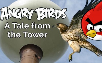 Angry Birds! – a Tale from the Tower