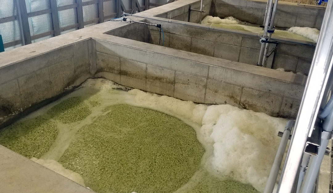 Energenecs provides Innovative MBBR for Nitrogen Removal